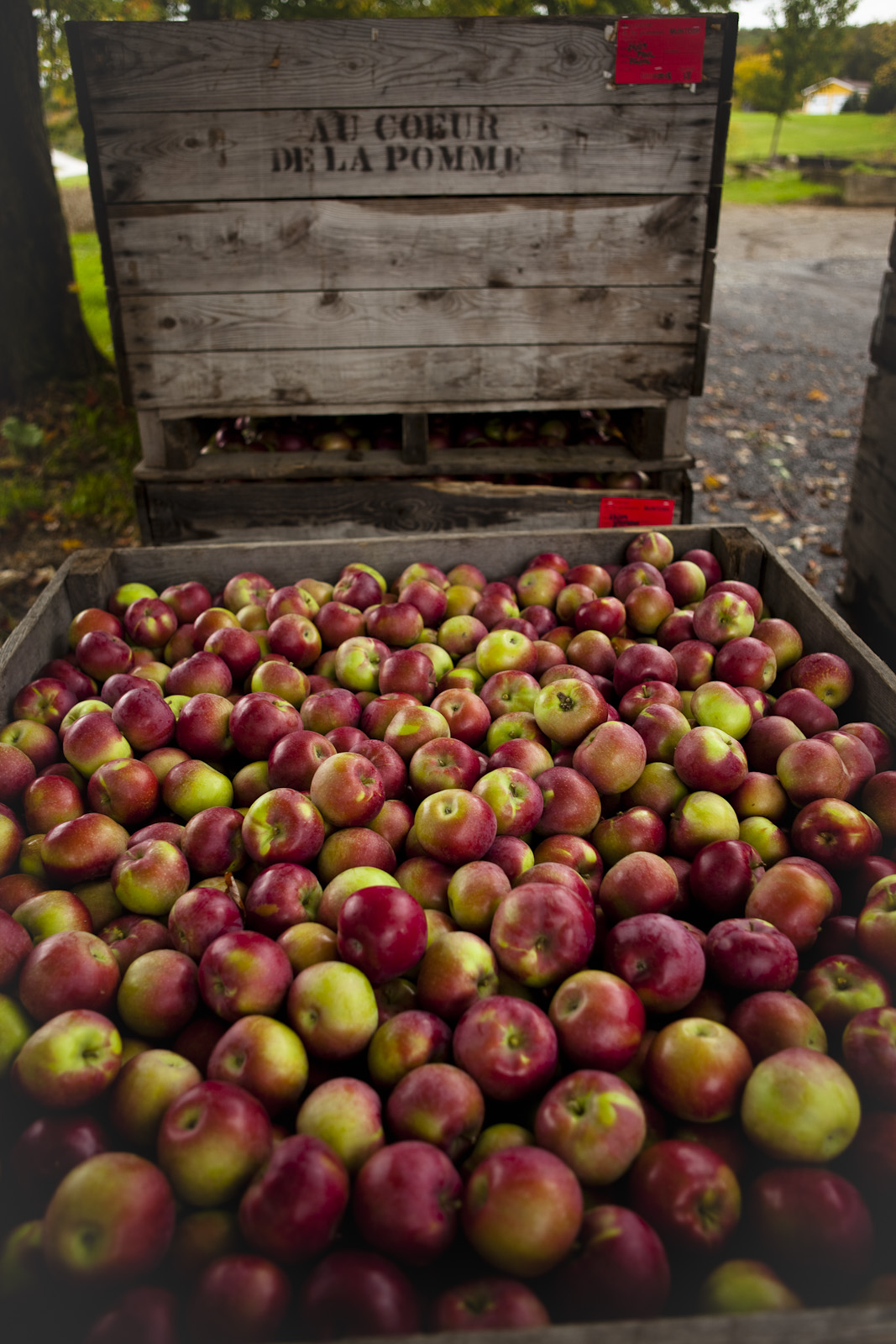 Coeur de pomme