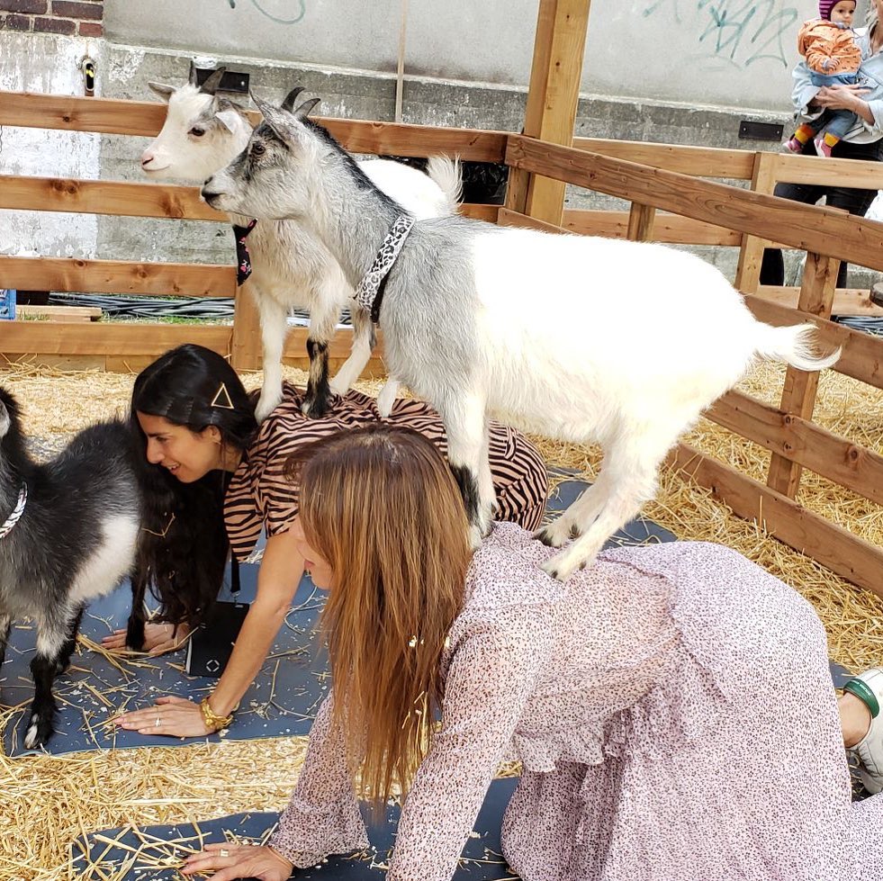 Goat Yoga craze combines relaxing pastime with small animals