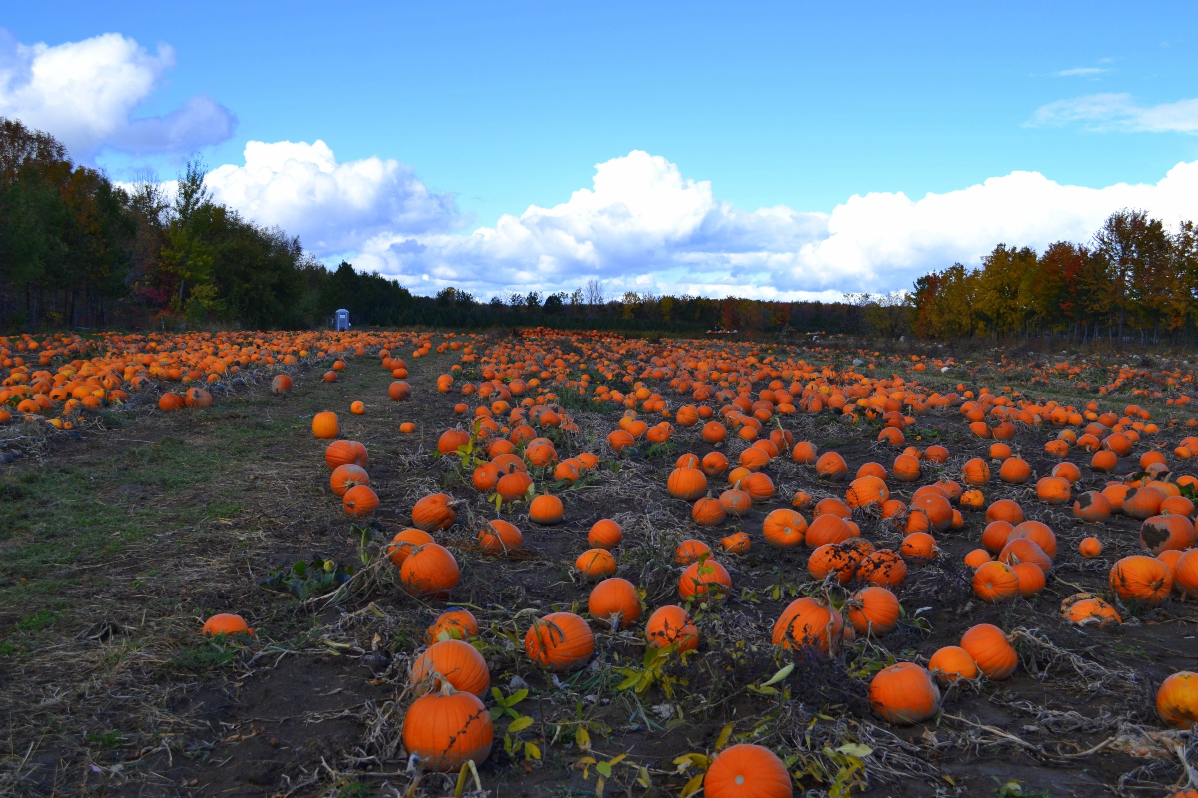 Best Places To Go Pumpkin Picking Near Montreal This Fall | LiveMtl.ca